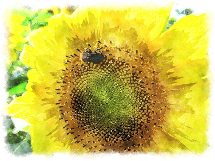 sunflower watercolor bee 