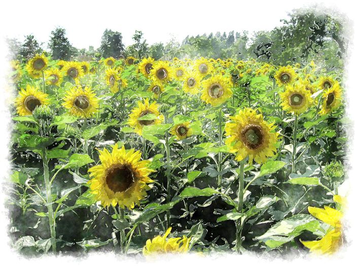 watercolor sunflower field 