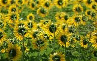 back of sunflower field 