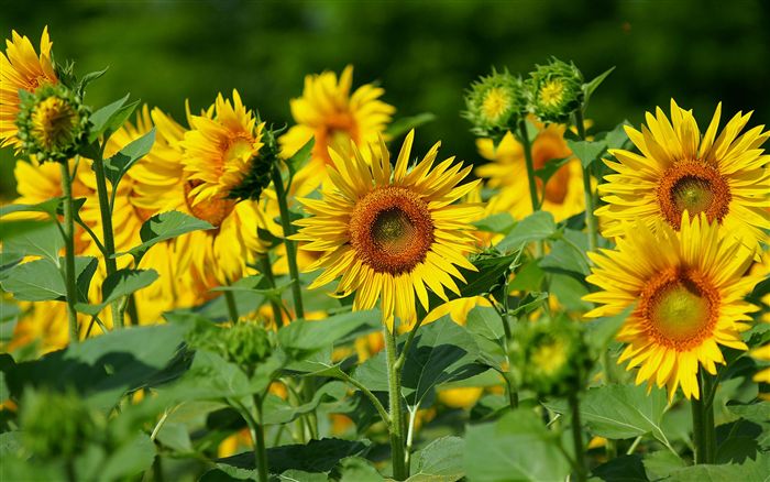 beautiful Sunflower 