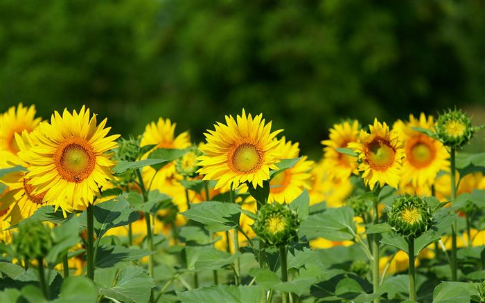 Sunflower field 