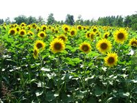 Sunflower Field 