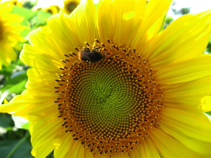 Sun Flower and Bumble bee 