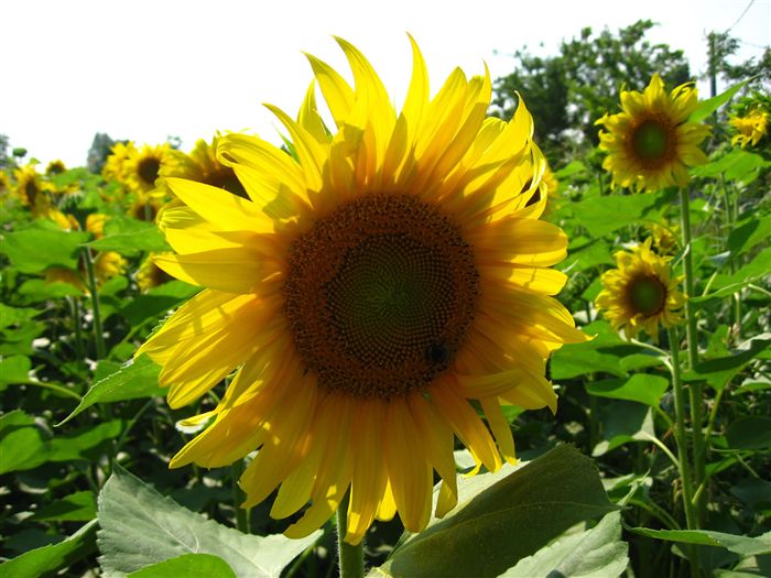 Sun Flower 