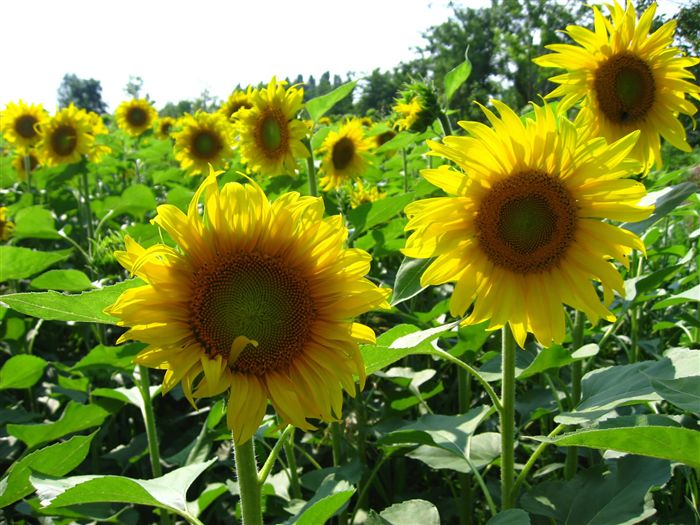 Sunflowers 