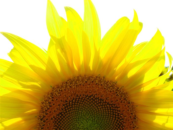 Sunflower Wallpaper 