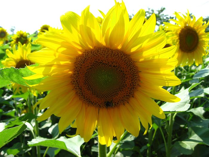Sunflower 