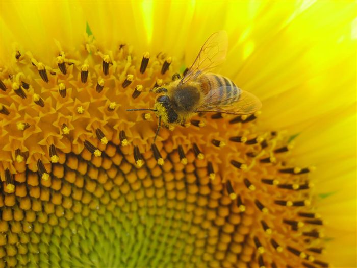 Honey Bee and sunflower 