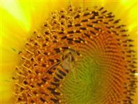 Sunflower and honey bee 