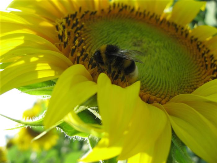HumbleBee absorbing Sunflower pollen 