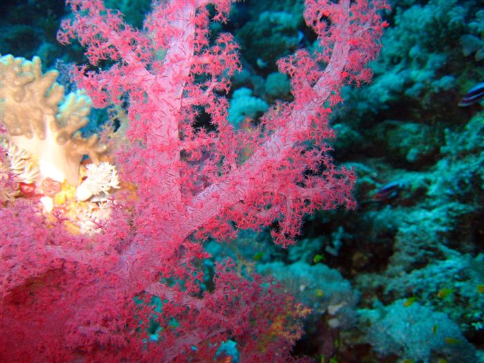 Soft Coral Elphistone reef 