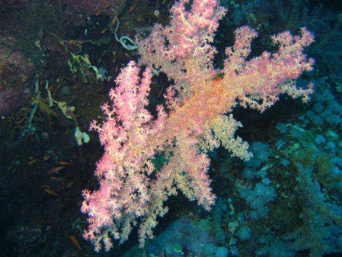 Soft Coral 