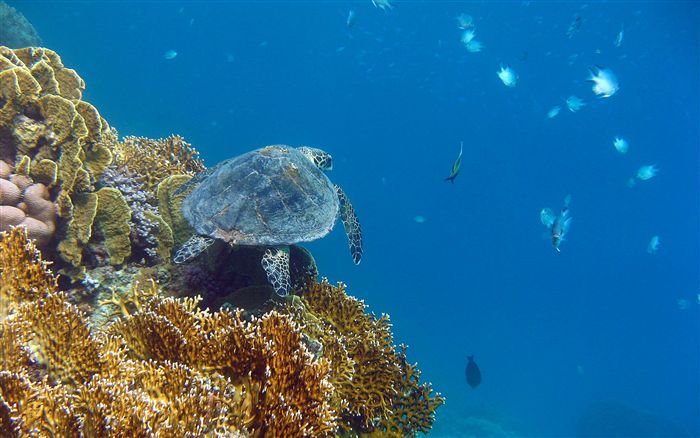 sea turtle wallpaper 