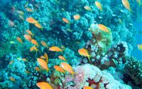 underwater aquarium reef wallpaper 