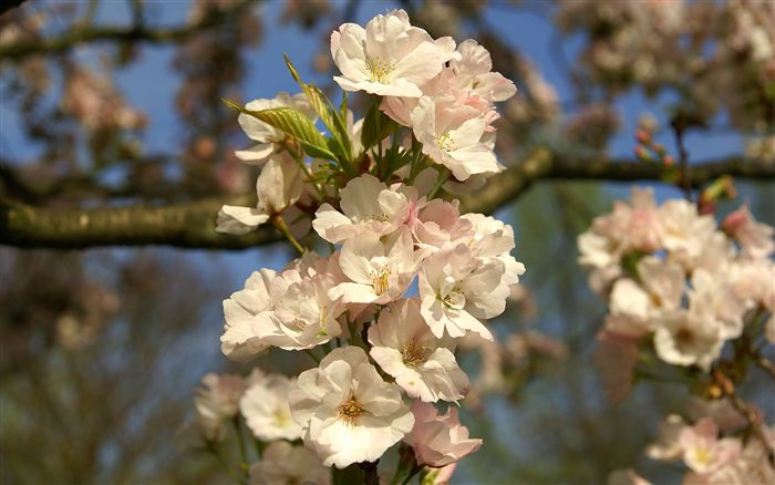 japanese cherry blossom 
