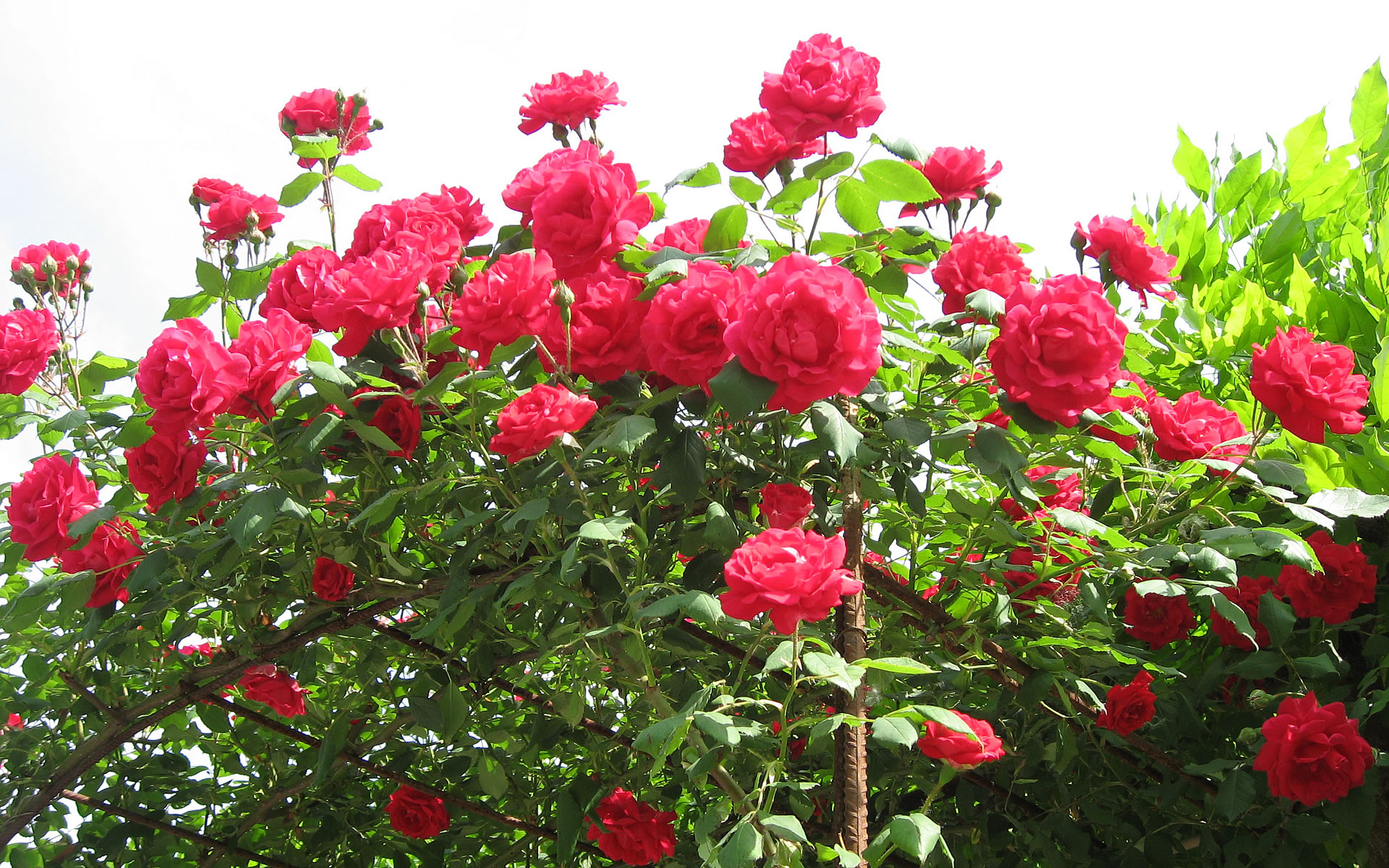 Red Roses Wallpaper Wide