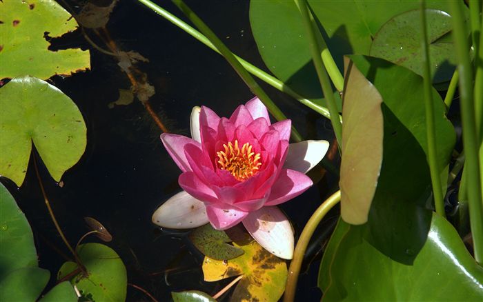 pink lotus close up 