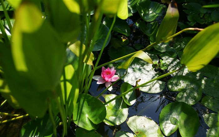 pink lotus and green pond 