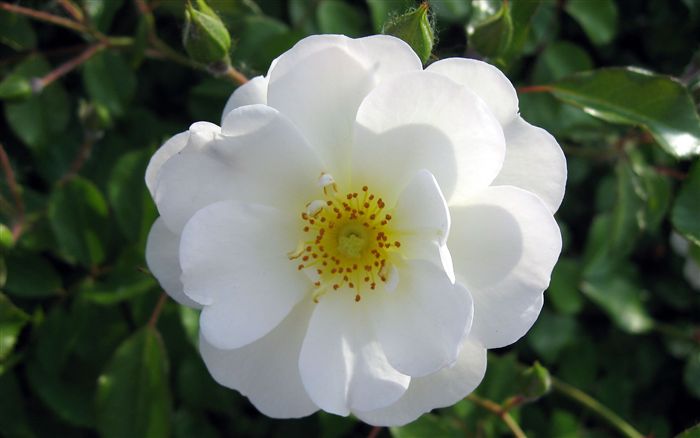 White wild rose Flower Wallpaper Wide 